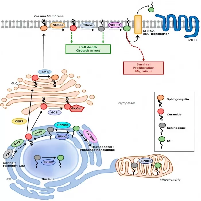 Schematic representation of sphingosine-1-phosphate (S1P) pathway